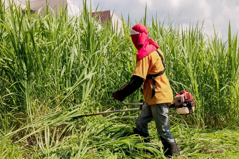 Apucarana concede prazo para roçagem e limpeza