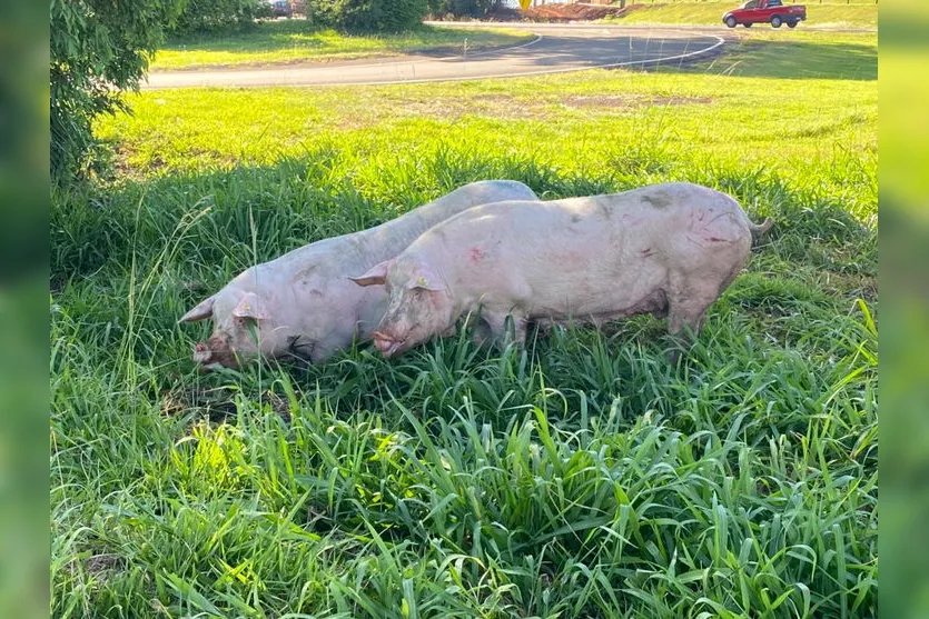 Caminhão carregado com porcos tomba na BR 376 em Apucarana