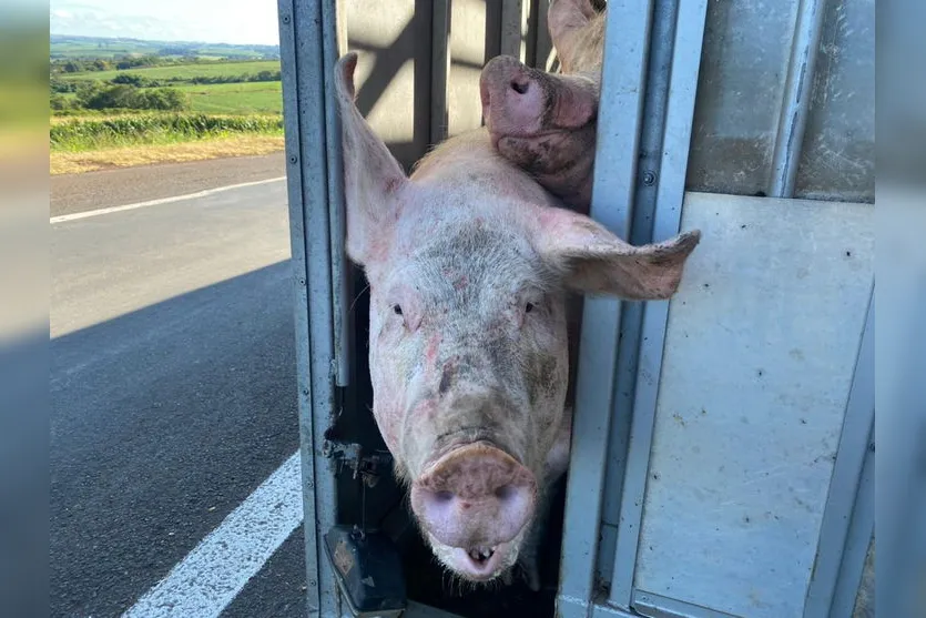 Caminhão carregado com porcos tomba na BR 376 em Apucarana