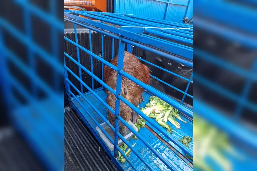 Capivara que estava no centro de Jandaia do Sul é resgatada