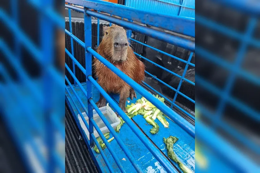 Capivara que estava no centro de Jandaia do Sul é resgatada