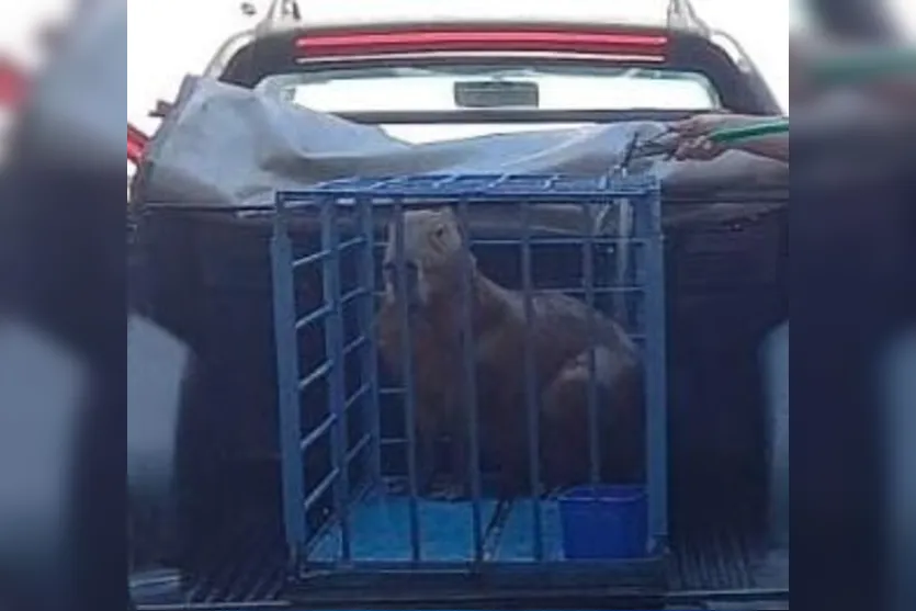 Capivara que estava no centro de Jandaia do Sul é resgatada