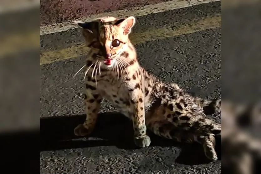 Felino ameaçado de extinção é resgatado em Arapongas