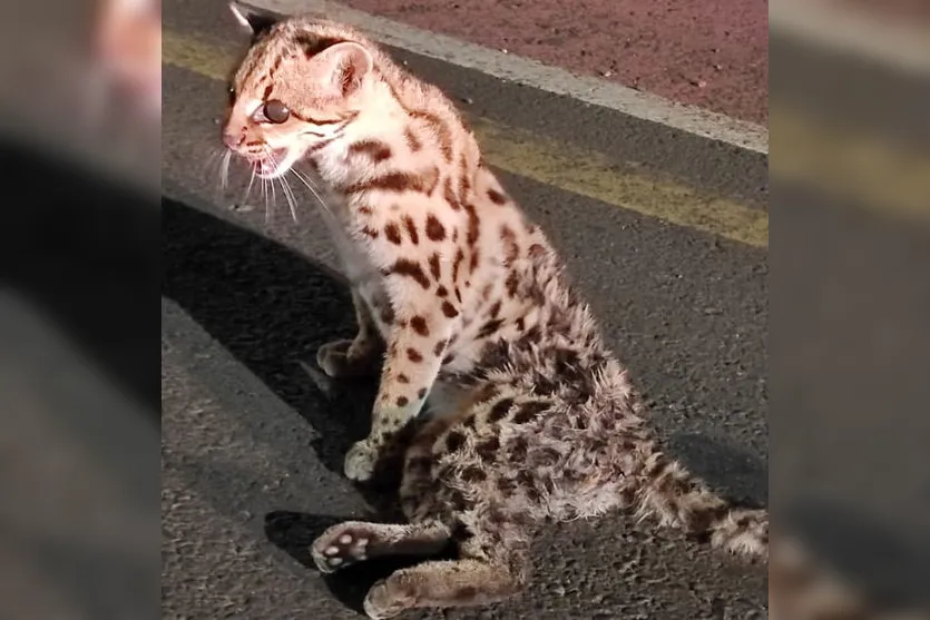 Felino ameaçado de extinção é resgatado em Arapongas