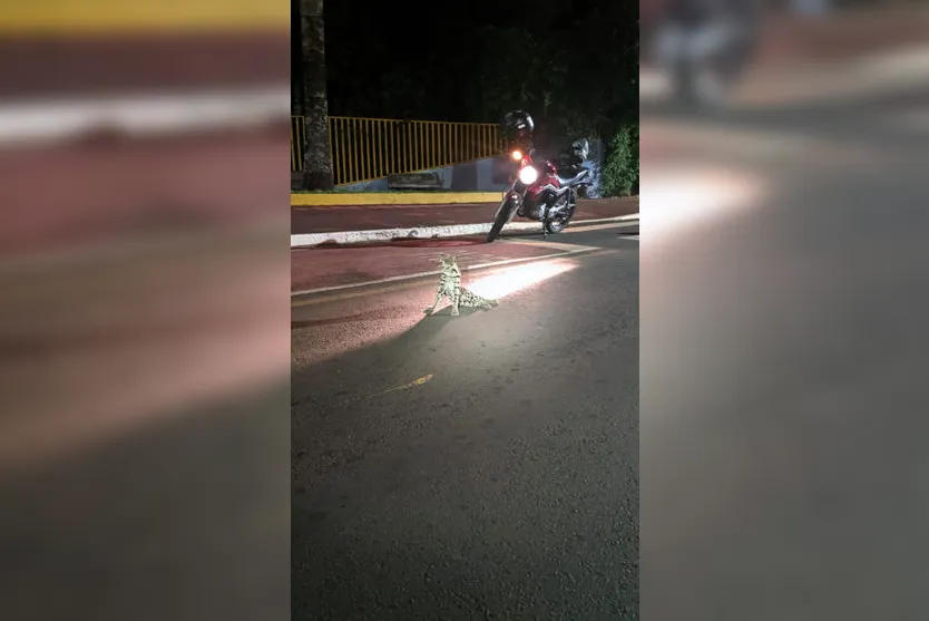 Felino ameaçado de extinção é resgatado em Arapongas