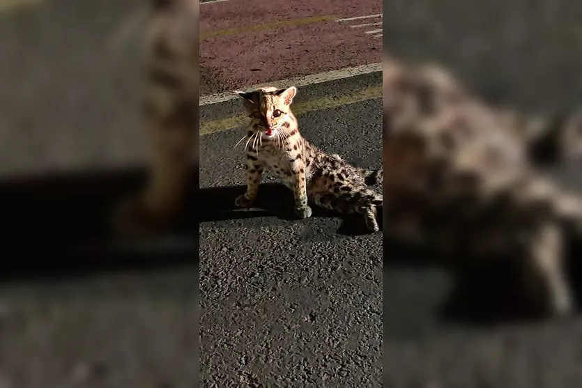 Felino ameaçado de extinção é resgatado em Arapongas