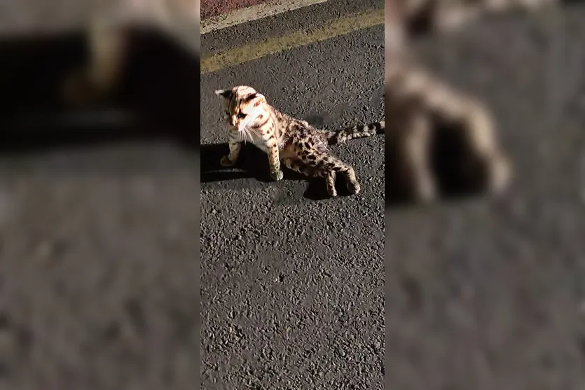 Felino ameaçado de extinção é resgatado em Arapongas