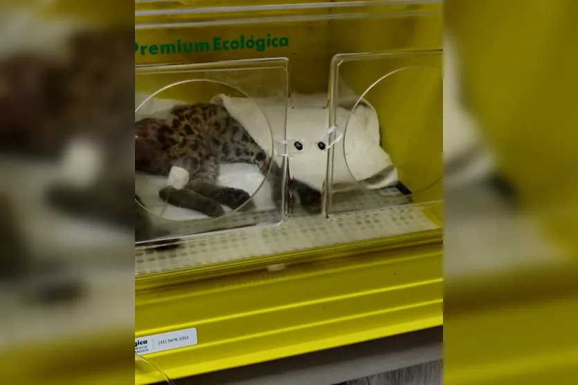 Felino resgatado em Arapongas morre em clínica veterinária