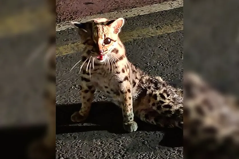 Felino resgatado em Arapongas morre em clínica veterinária