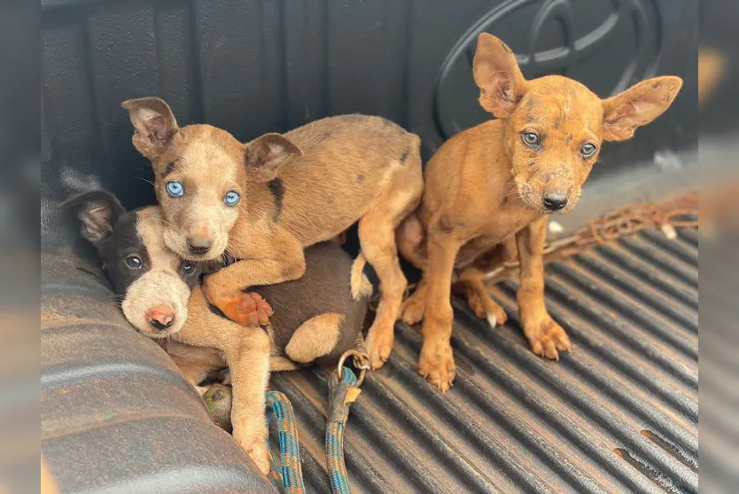 Filhotes são encontrados pela PM embaixo de carro furtado