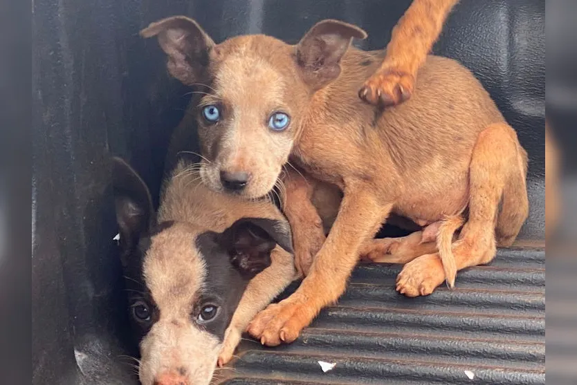 Filhotes são encontrados pela PM embaixo de carro furtado