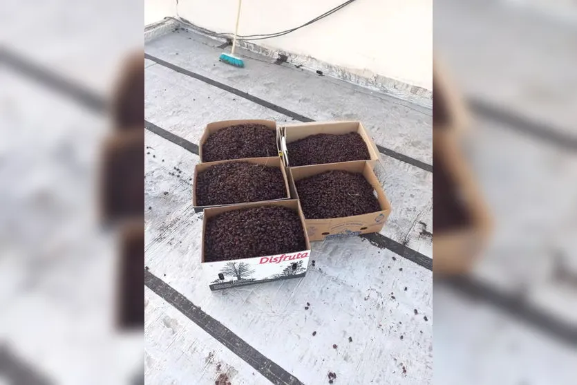 Milhares de besouros invadem cidade e fotos repercutem