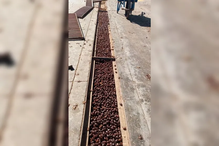 Milhares de besouros invadem cidade e fotos repercutem