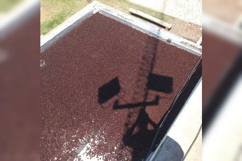 Milhares de besouros invadem cidade e fotos repercutem