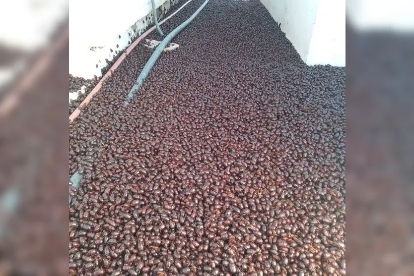 Milhares de besouros invadem cidade e fotos repercutem