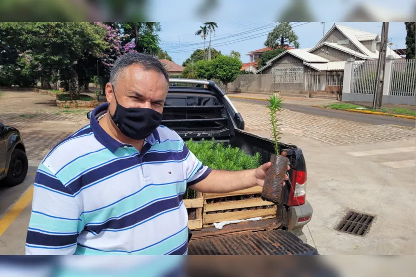 Mudas de araucárias são doadas em Apucarana; assista