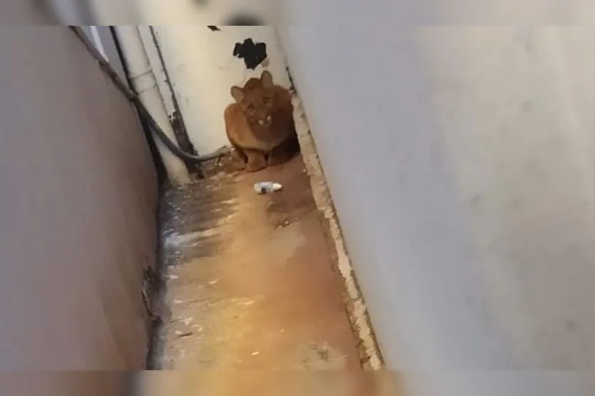 Onça-parda invade residência no PR nesta manhã