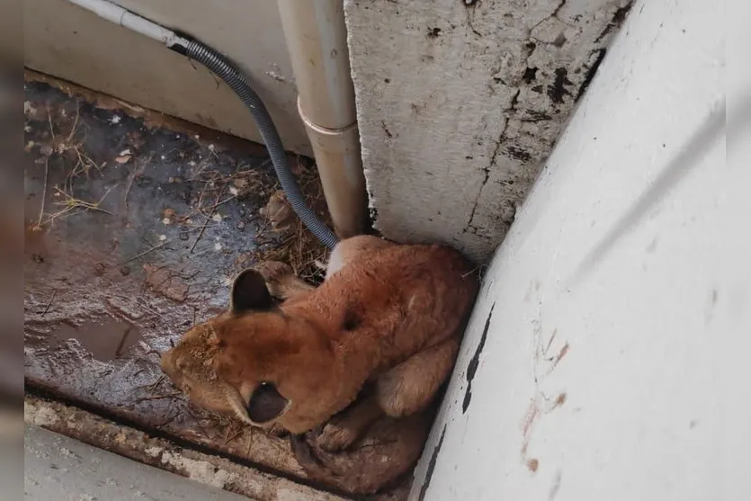 Onça-parda invade residência no PR nesta manhã