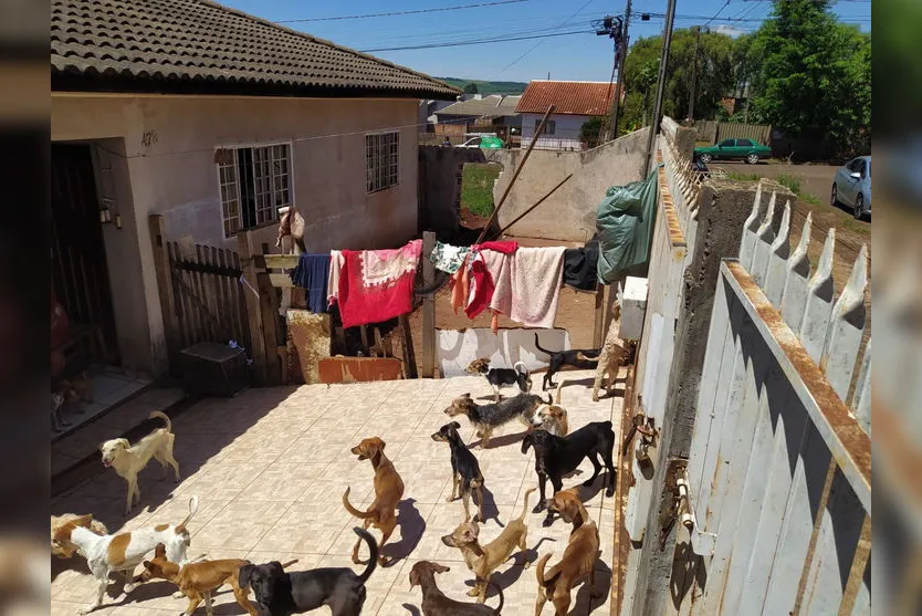 PC encontra 80 animais em situação de maus-tratos em Faxinal