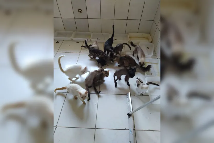 PC encontra 80 animais em situação de maus-tratos em Faxinal