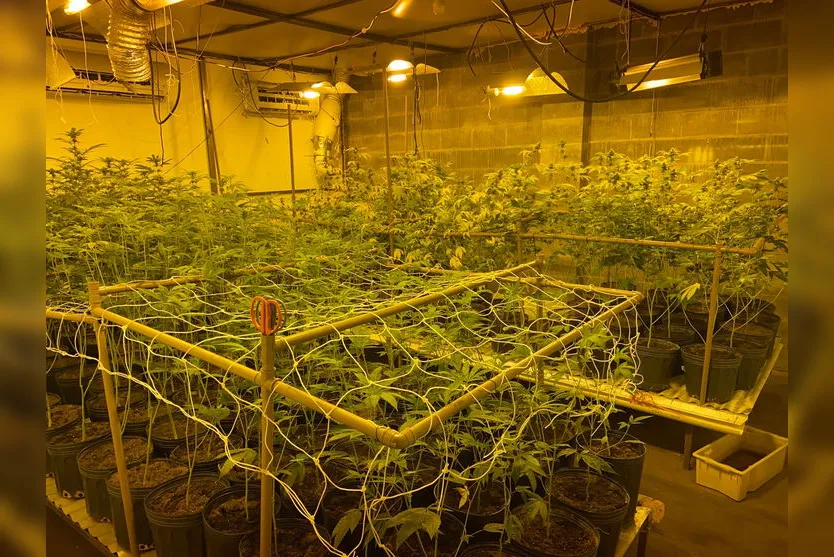 PF encontra plantação de maconha em estufa clandestina no PR