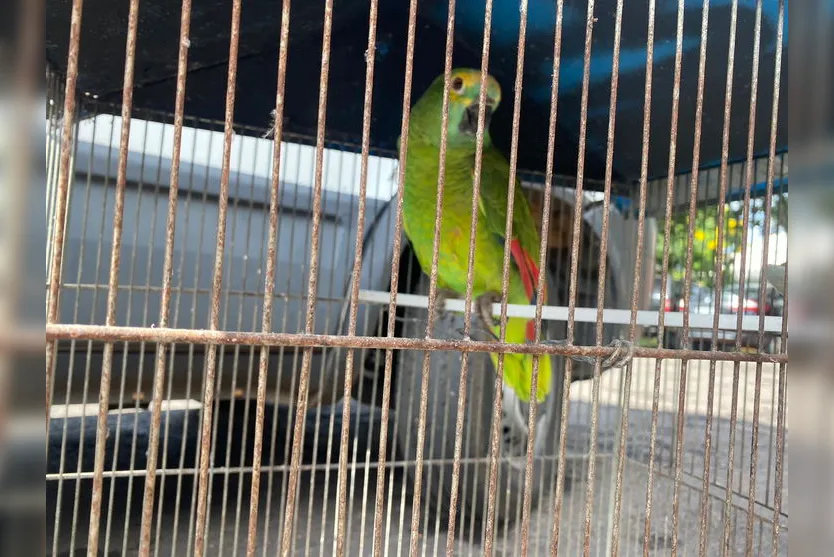 PM de Apucarana apreende maconha e recupera objetos