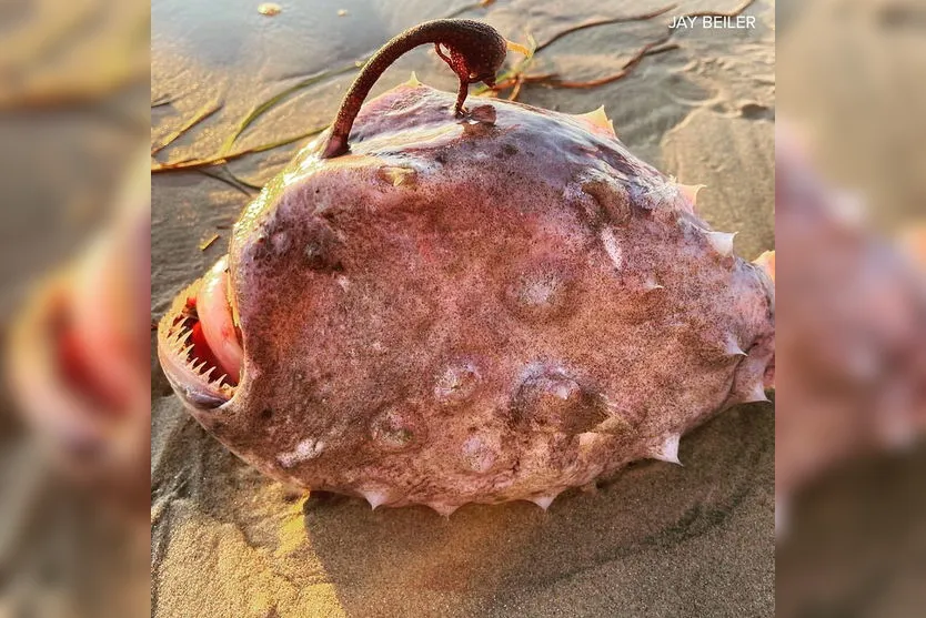 Peixe 'monstro' raro é flagrado em praia dos Estados Unidos