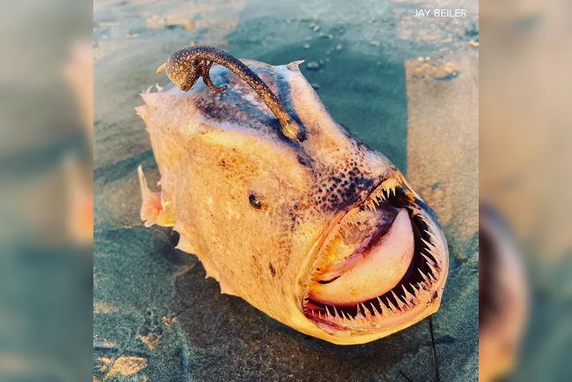 Peixe 'monstro' raro é flagrado em praia dos Estados Unidos