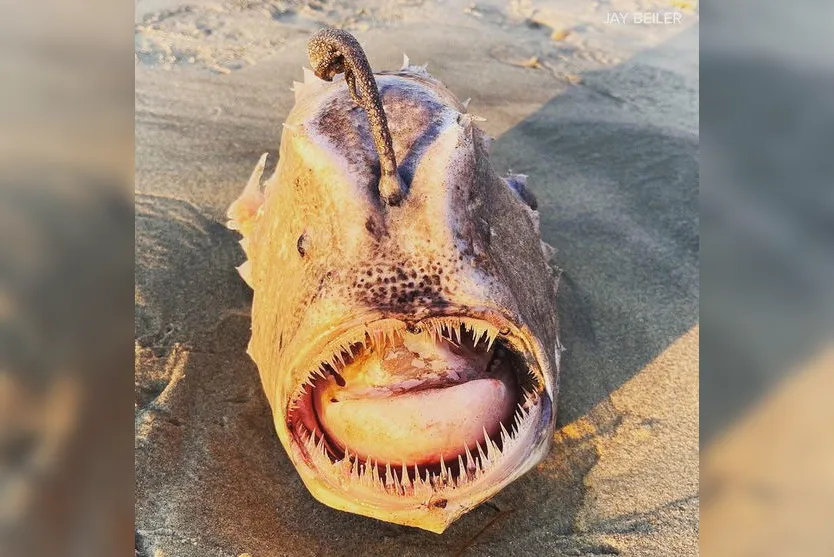Peixe 'monstro' raro é flagrado em praia dos Estados Unidos