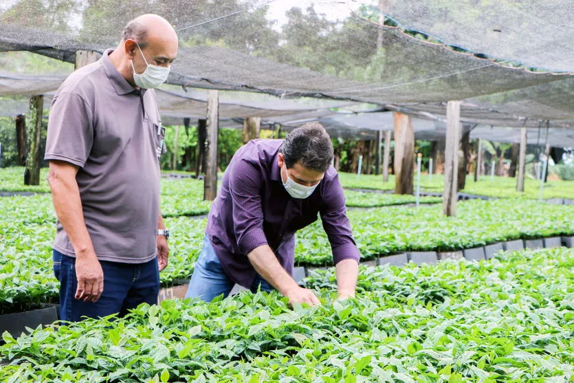 Prefeitura de Apucarana produz 150 mil mudas de café