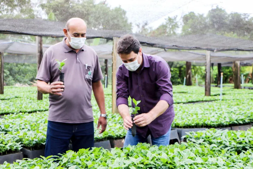 Prefeitura de Apucarana produz 150 mil mudas de café