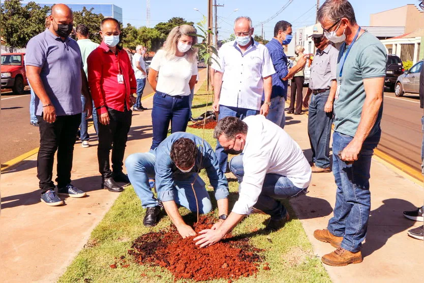 Prefeitura planta 78 cerejeiras na Avenida Pinho Araucária