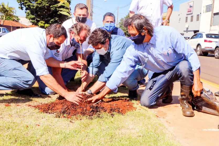 Prefeitura planta 78 cerejeiras na Avenida Pinho Araucária