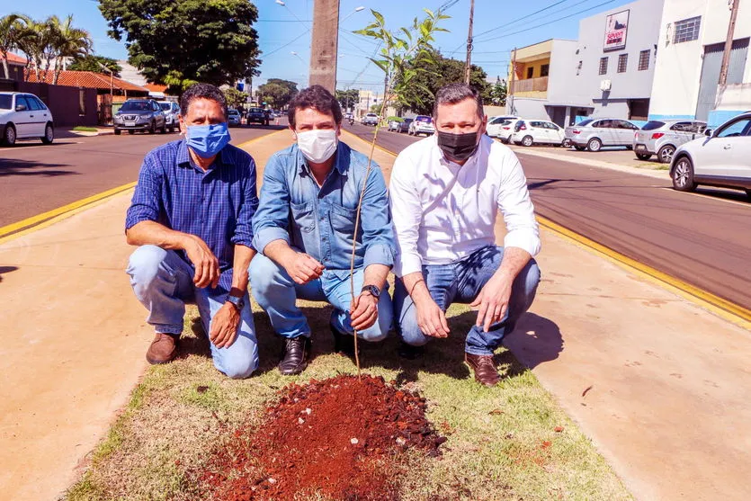 Prefeitura planta 78 cerejeiras na Avenida Pinho Araucária