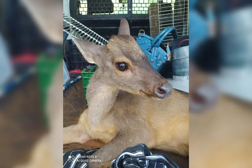 Veado-catingueiro é resgatado ferido na região