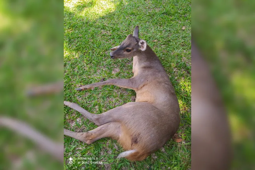 Veado-catingueiro é resgatado ferido na região