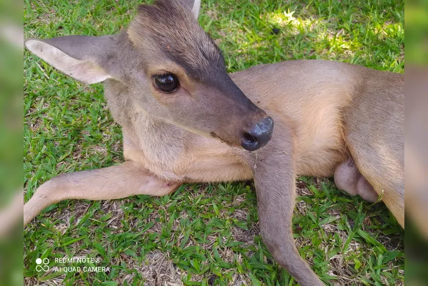 Veado-catingueiro é resgatado ferido na região