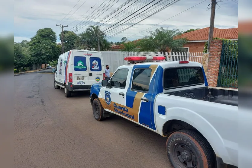 Cemsa investiga envenenamento de gatos em Apucarana