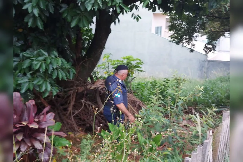 Cemsa investiga envenenamento de gatos em Apucarana