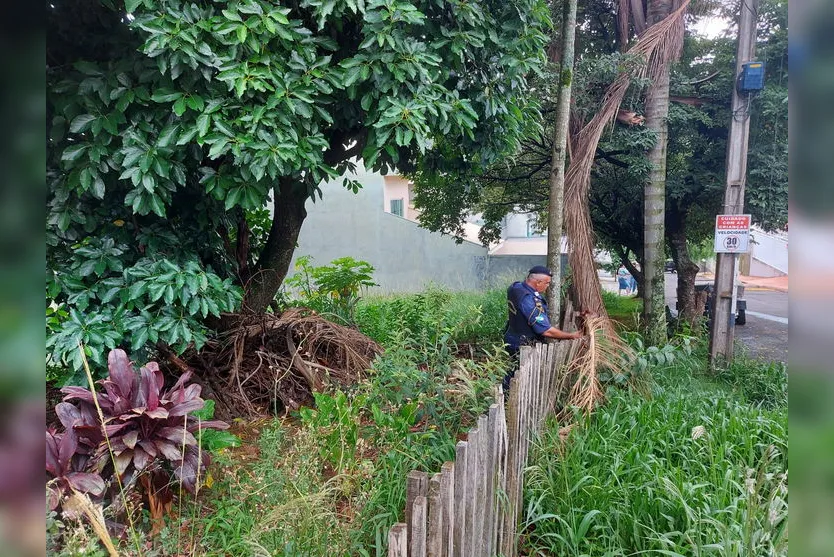 Cemsa investiga envenenamento de gatos em Apucarana