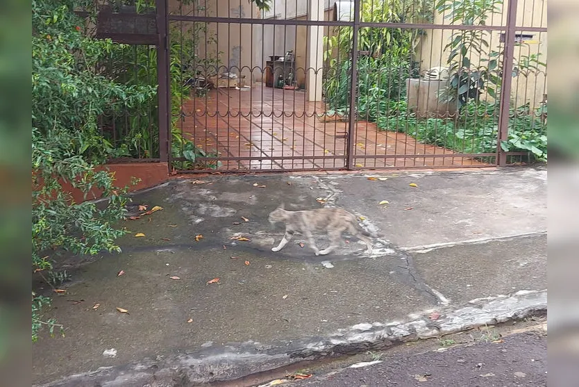 Cemsa investiga envenenamento de gatos em Apucarana