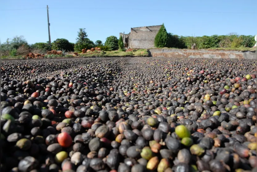 Jandaia do Sul cria programa para valorização do café