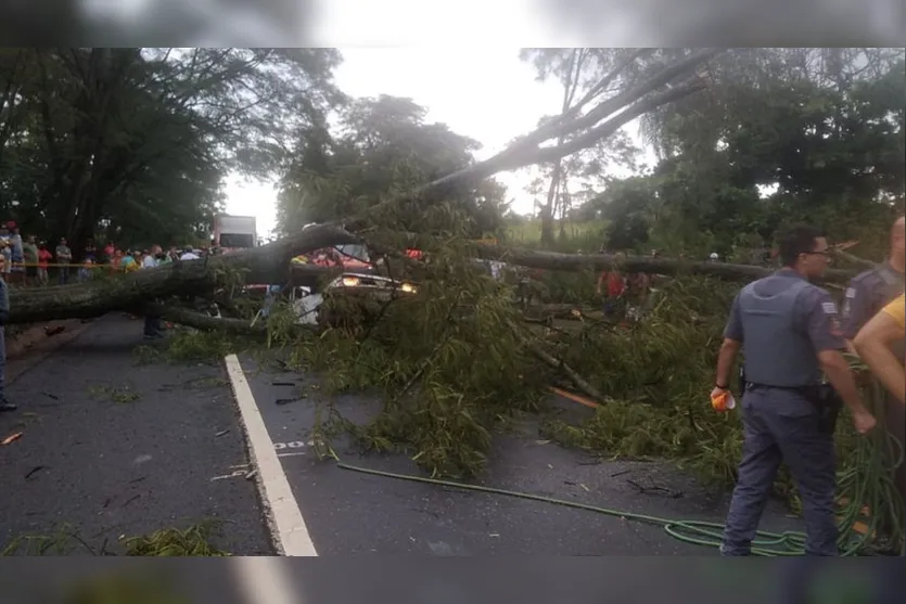 3 pessoas da mesma família morrem após árvore cair em carro