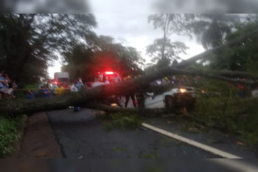 3 pessoas da mesma família morrem após árvore cair em carro