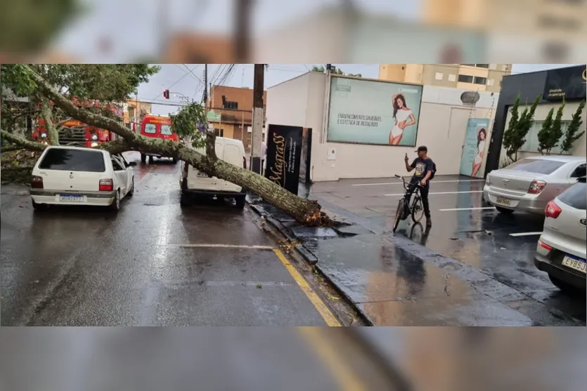 Árvore cai em cima de carro em Arapongas durante chuva
