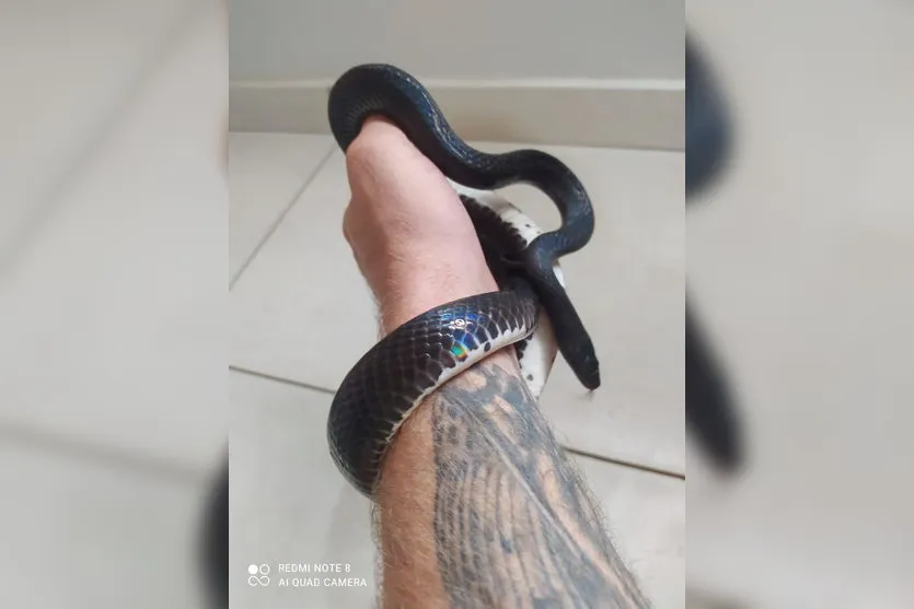 Cobra rara é resgatada por biólogo em Apucarana