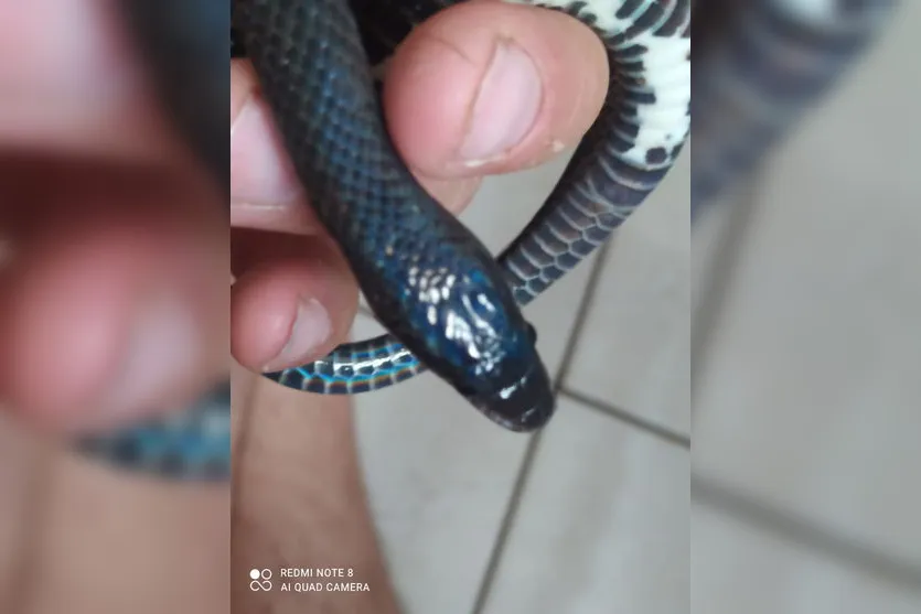 Cobra rara é resgatada por biólogo em Apucarana