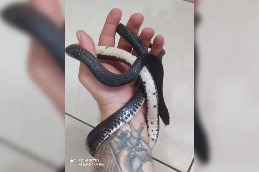 Cobra rara é resgatada por biólogo em Apucarana