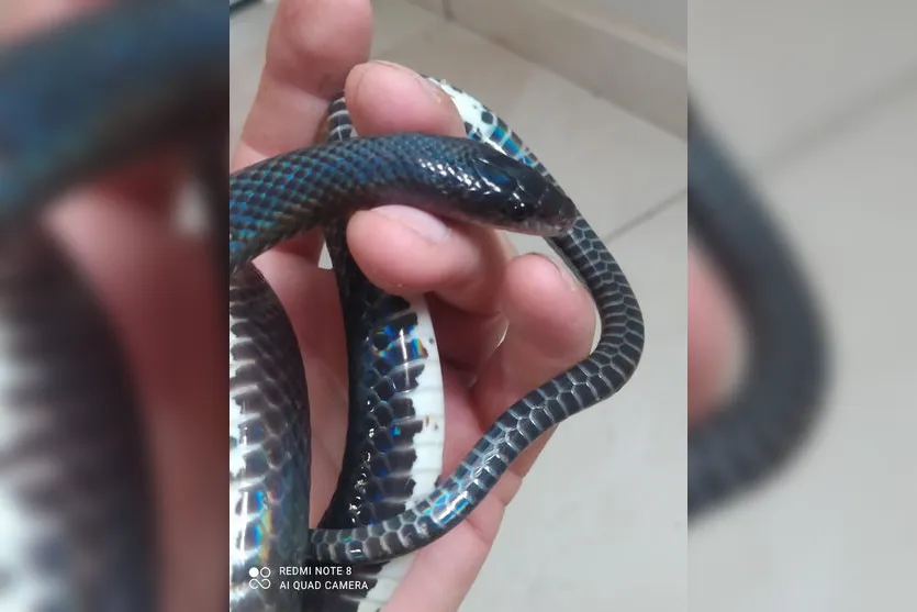 Cobra rara é resgatada por biólogo em Apucarana