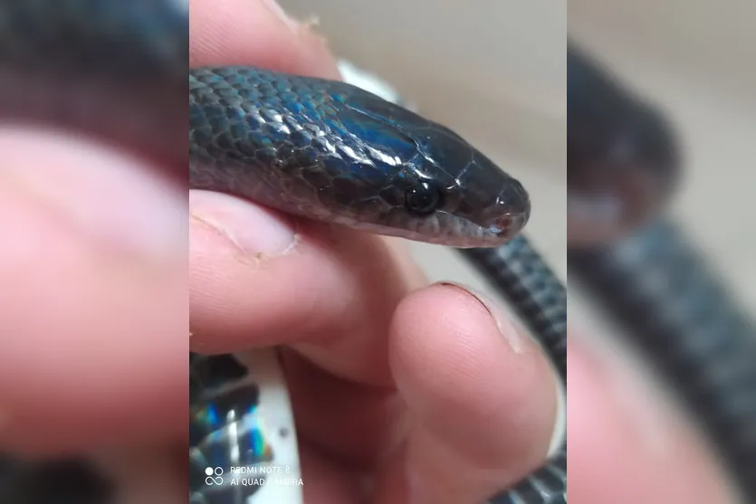 Cobra rara é resgatada por biólogo em Apucarana